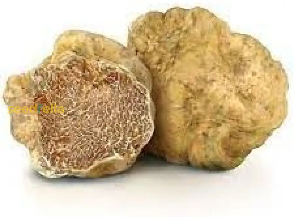 Tuber Magnatum Planting Seeds Premium Vegetable Seeds for Home Garden, Premium Seeds seed packet for home gardening