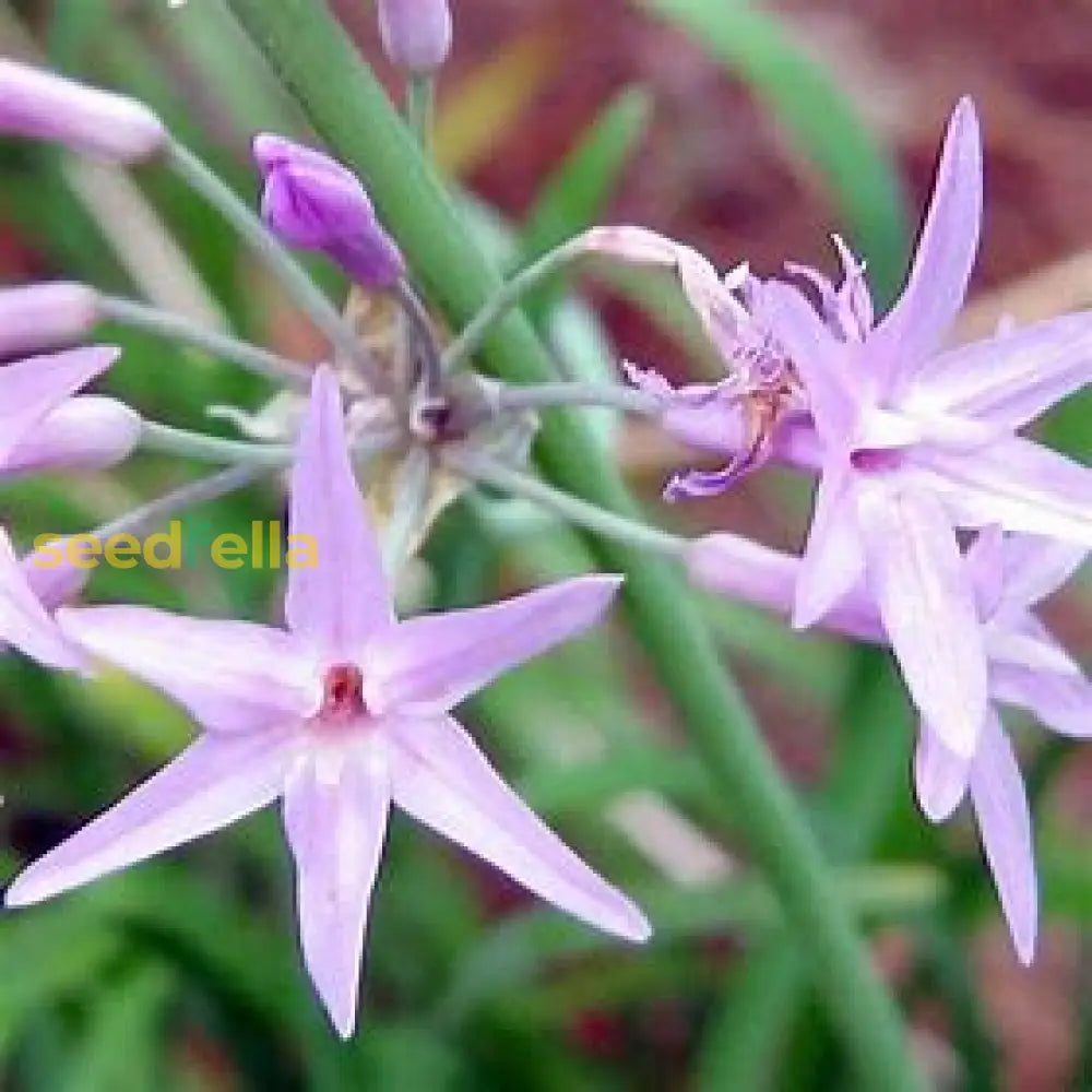 Tulbaghia Seeds For Easy Planting Plant Seeds