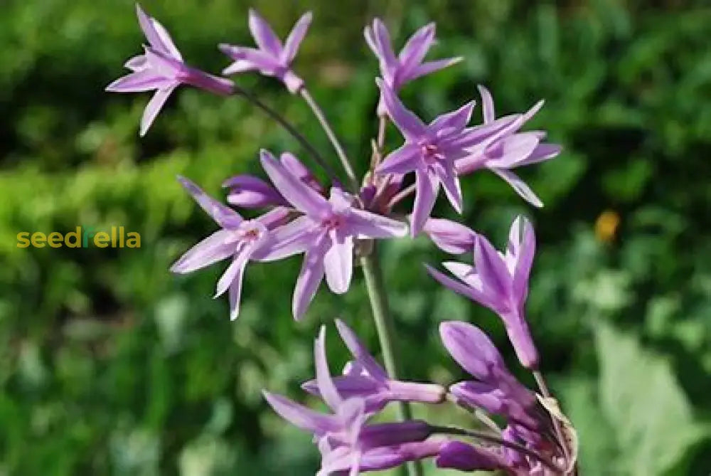 Tulbaghia Seeds For Easy Planting Plant Seeds