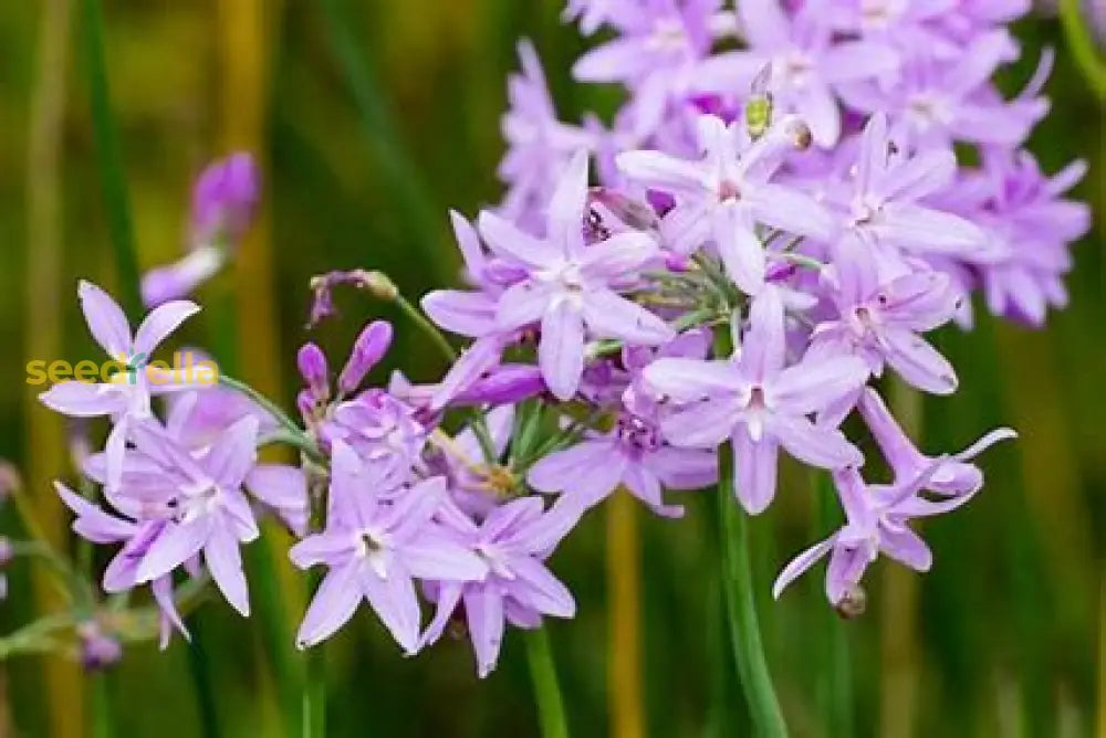 Tulbaghia Seeds For Easy Planting Plant Seeds