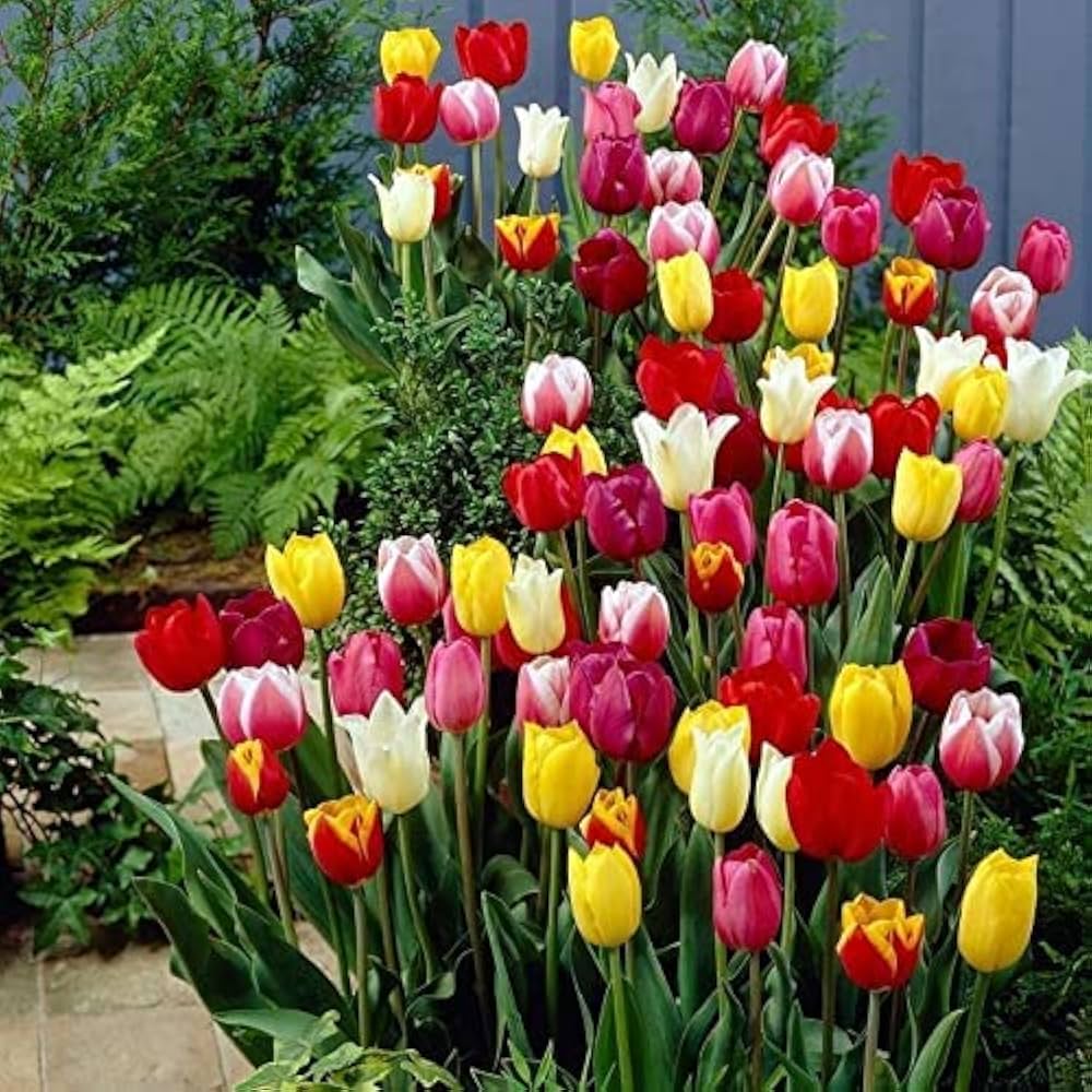 Tulip Aroma Blooms – Fragrant Spring Tulip Flowers