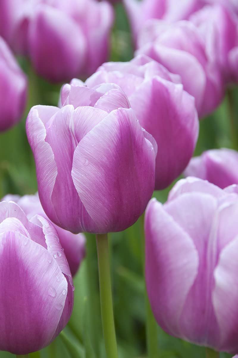 Lavender Tulip flowers in pot
