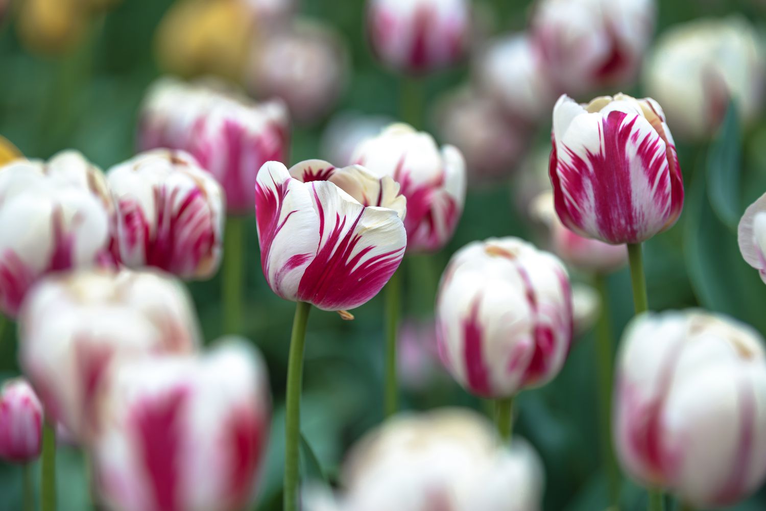 Pink White Tulip Flower Seeds for Planting – Bright Blooms Heirloom & NonGMO Seeds for Home Garden
 
 Sale - Evergrowseeds