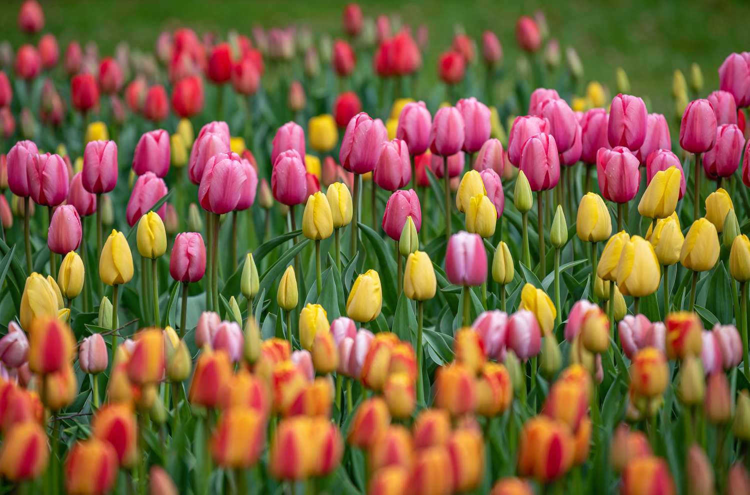 Tulip Flower seeds for Planting - Premium Quality, Heirloom & GMO Free Seeds for Home Garden