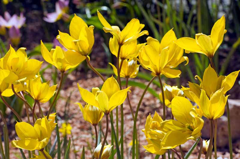 Tulipa Sylvestris Flower seeds for Planting - Long Bloom Season, Heirloom & GMO Free Seeds for Home Garden
