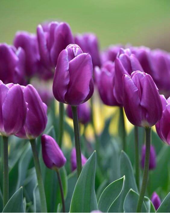 Tulip Flower Seeds Collection for Elegant Garden Planting