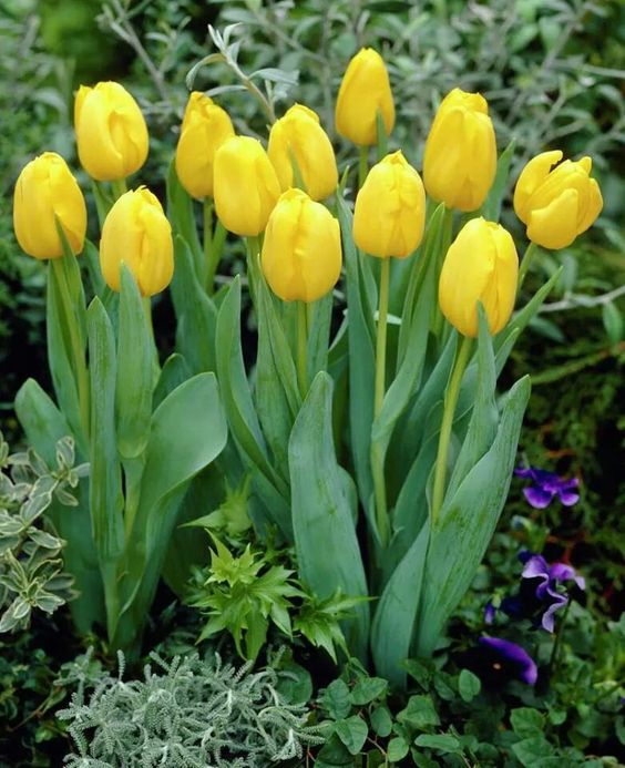 Yellow Green Tulip Flower seeds for Planting - Cottage Garden Essential, Heirloom & GMO Free Seeds for Home Garden
