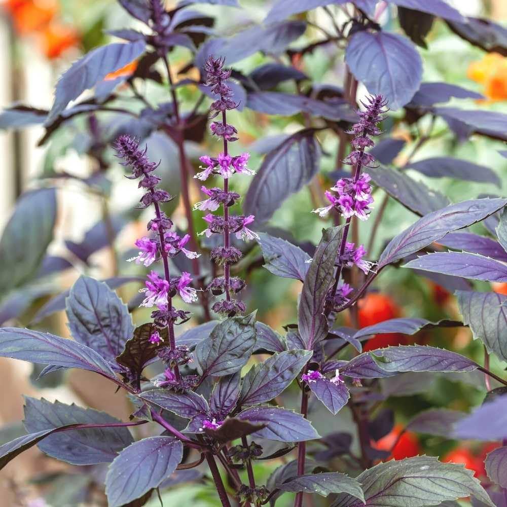 Purple Krishna Tulsi Seedlings Growing Indoors in Pots