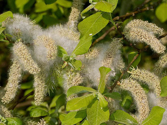 Willow Tree Seeds for Planting - Elegant Shade Provider, Perfect for Landscapes and Gardens