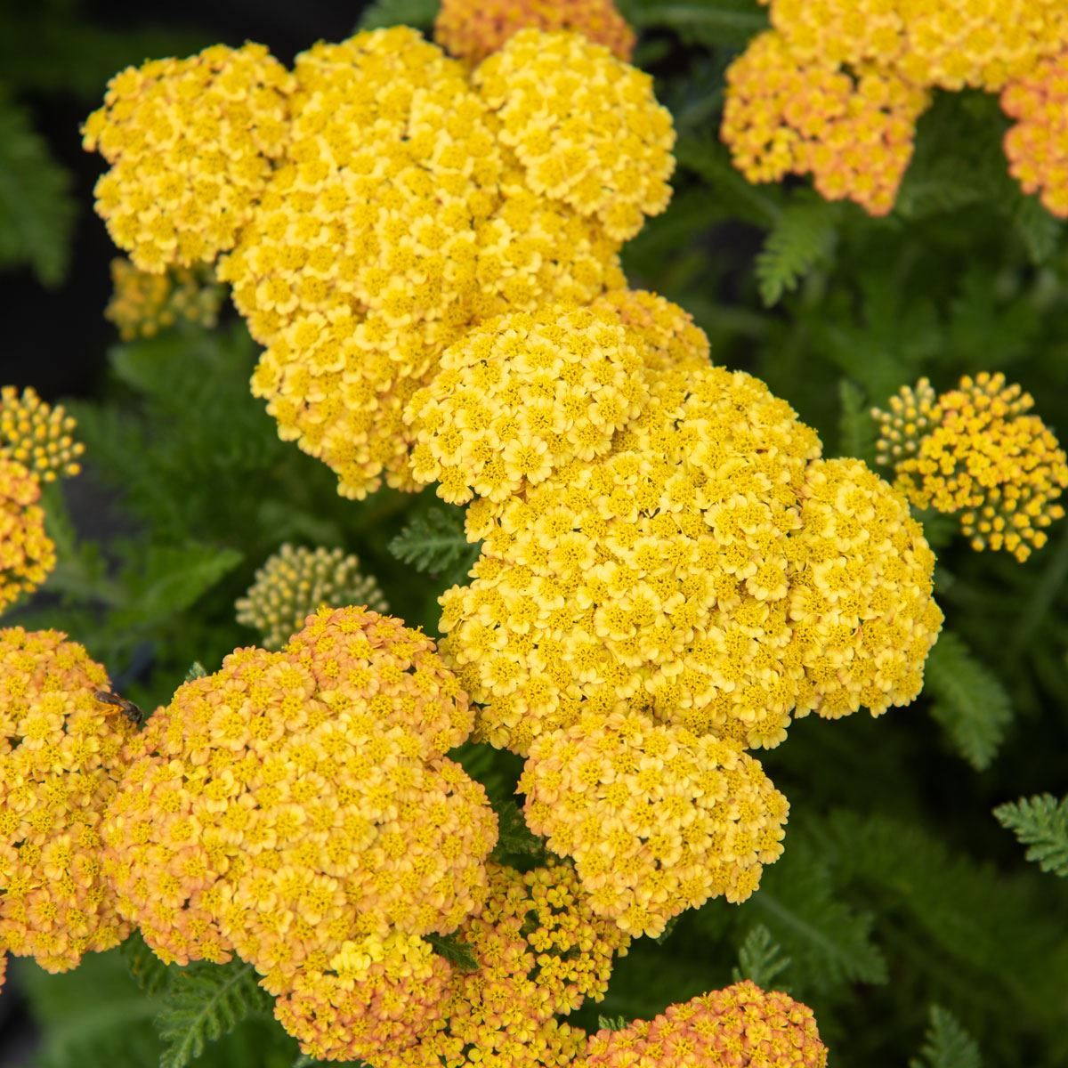 Yellow Achillea Millefolium Flower seeds for Planting - Shade Tolerant, Heirloom & GMO Free Seeds for Home Garden