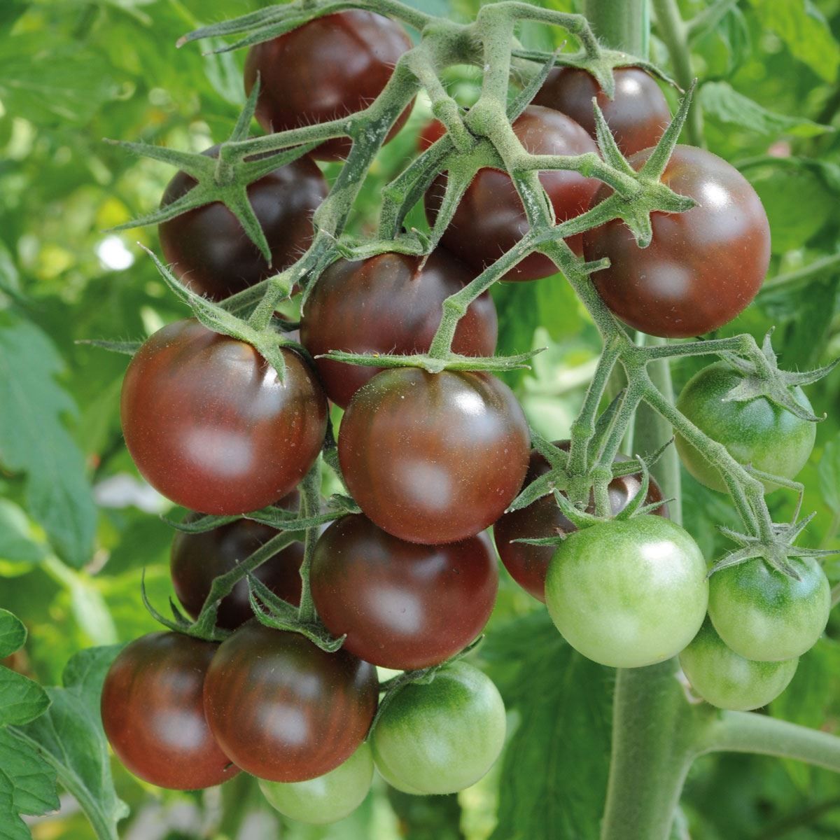 Chocolate Tomato Vegetable Seeds - Perfect for Home Gardens