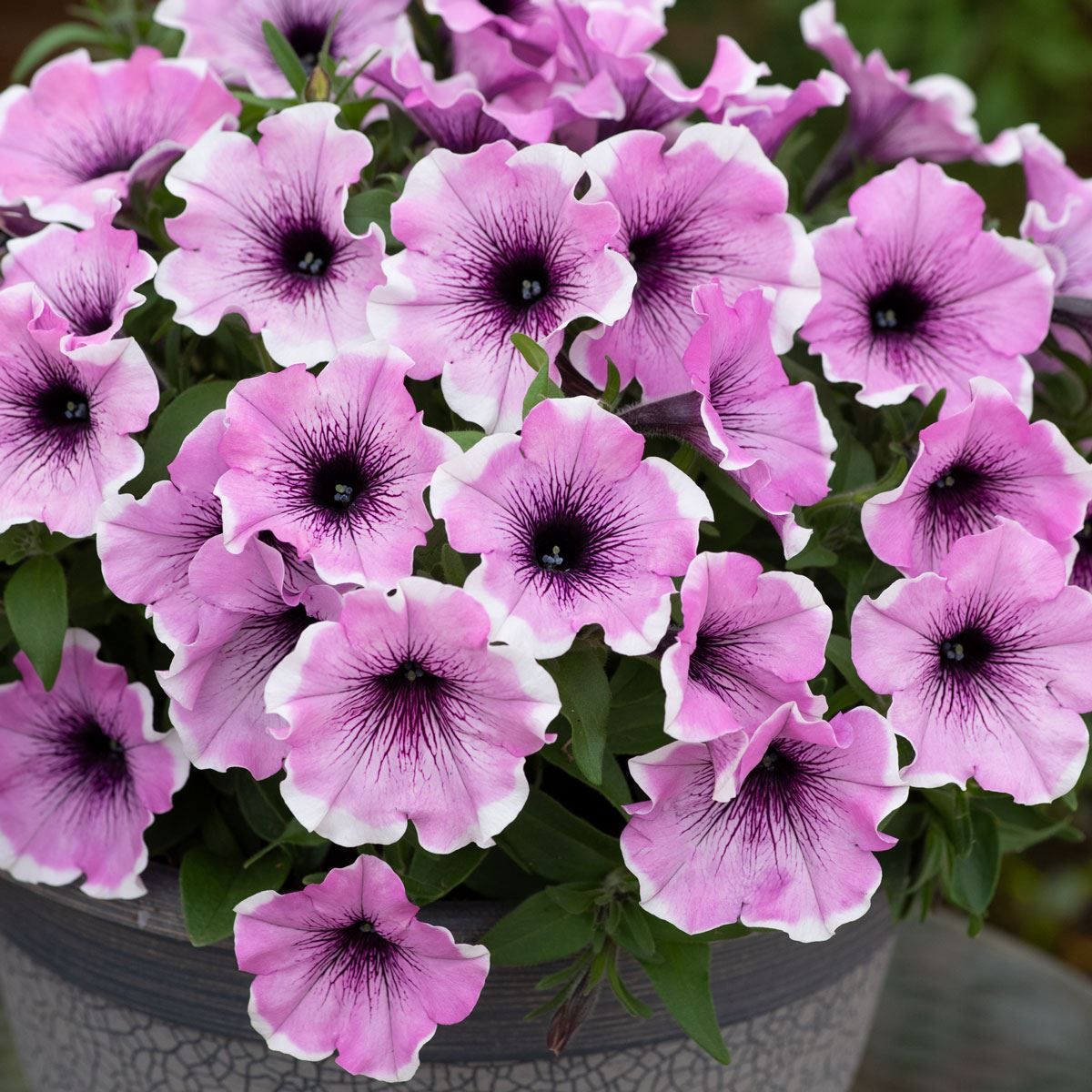 Violet Petunia Hanging Flower Seeds for Planting – Heirloom NONGMO Easy to Grow Garden Blooms 
 
 Sale