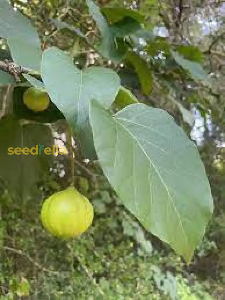 Tung Tree Planting Seeds: Premium Quality Seeds For Cultivating Ornamental Beauty And Sustainable