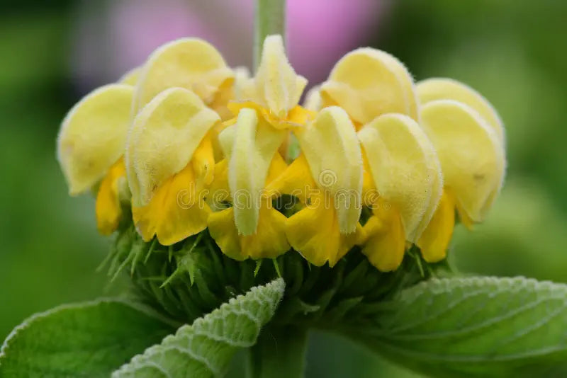 Yellow Jerusalem Sage Flower seeds for Planting - Easy to Grow, Heirloom & GMO Free Seeds for Home Garden