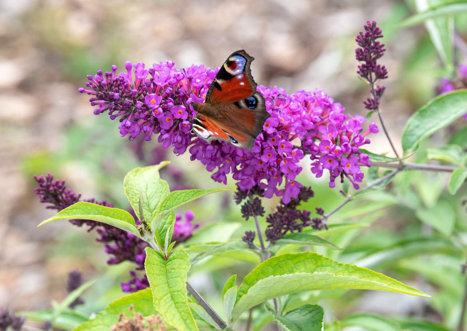 Mix Butterfly Bush Seeds for Planting - Vibrant Flower Mix for Butterfly Gardens, Easy to Grow