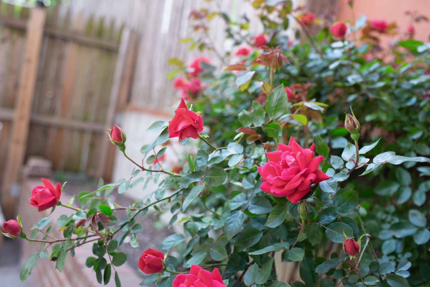 Rose Queen Flower Seeds for Planting  Enhance Your Garden with Vibrant Blooms - Evergrowseeds