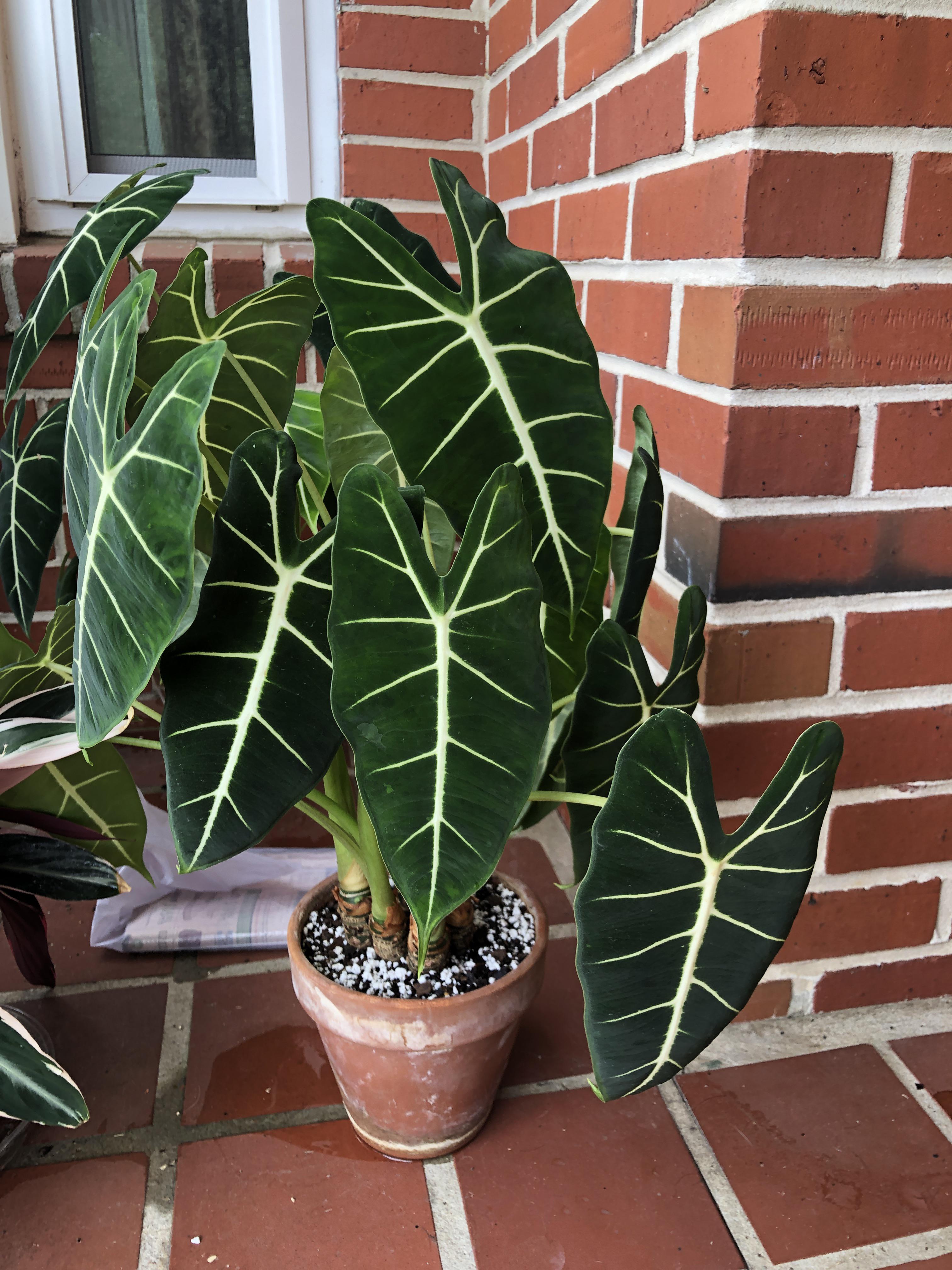 Green Alocasia Flower seeds for Planting - Seasonal Bloomer, Heirloom & GMO Free Seeds for Home Garden