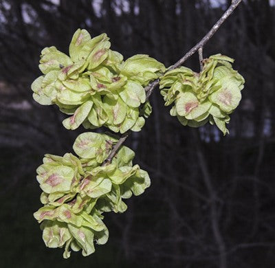 Dark Green Elm Flower seeds for Planting - Colorful Display, Heirloom & GMO Free Seeds for Home Garden