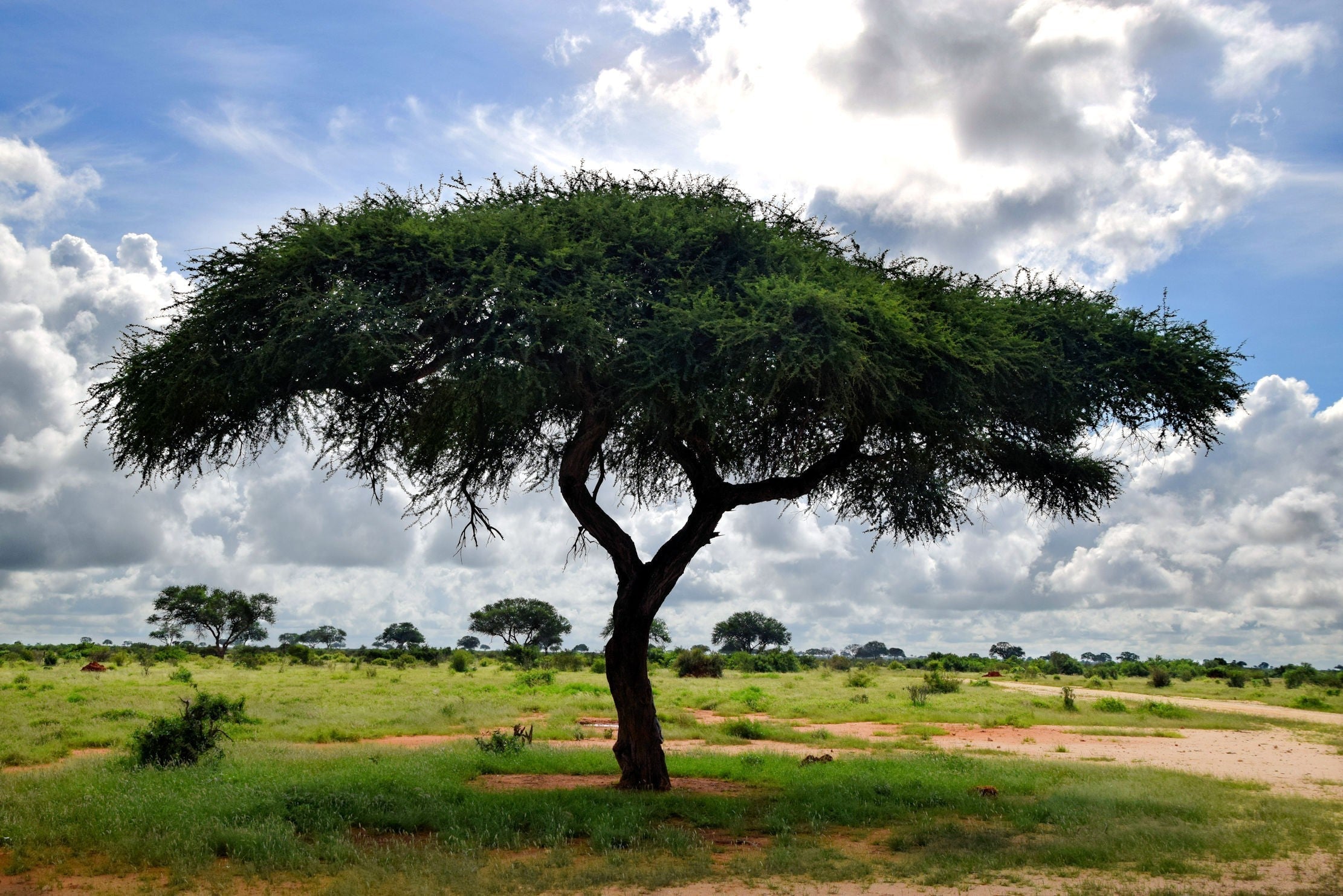 Tortilis Tree Seeds For Gardening & Reforestation Plant Seeds