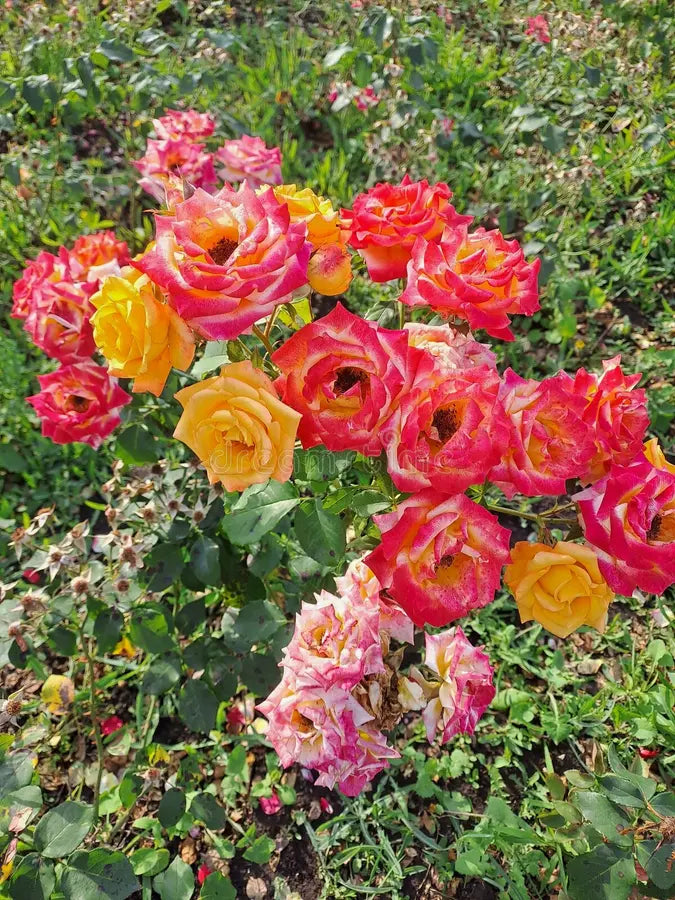 Mixed Colour Rose Tree Flower Seeds for Planting Colorful Display Heirloom & GMO Free Seeds for Home Garden
 
 Sale