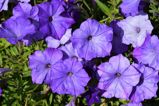 Blue Petunia Flower Seeds  Perfect for Planting
