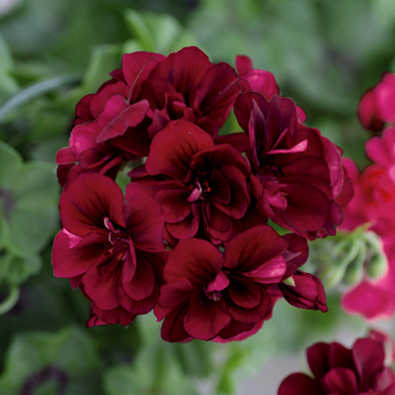 Burgundy Geranium Flower seeds for Planting - Hardy Variety, Heirloom & GMO Free Seeds for Home Garden