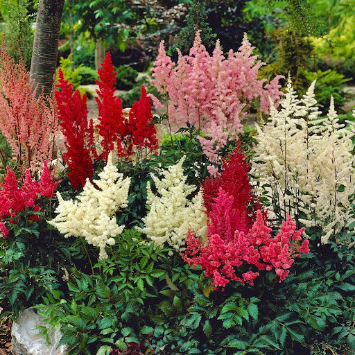 Astilbe Flower seeds for Planting Sun Loving Heirloom & GMO Free Seeds for Home Garden