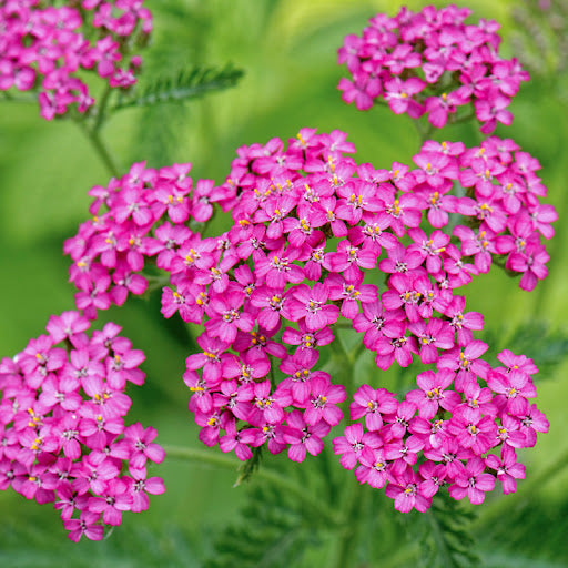 Pink Cerise Yarrow Flower seeds for Planting - Colorful Display, Heirloom & GMO Free Seeds for Home Garden