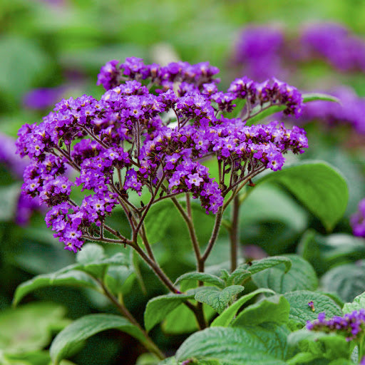 Heliotrope Marine Flower seeds for Planting Perfect for Borders Heirloom & GMO Free Seeds for Home Garden