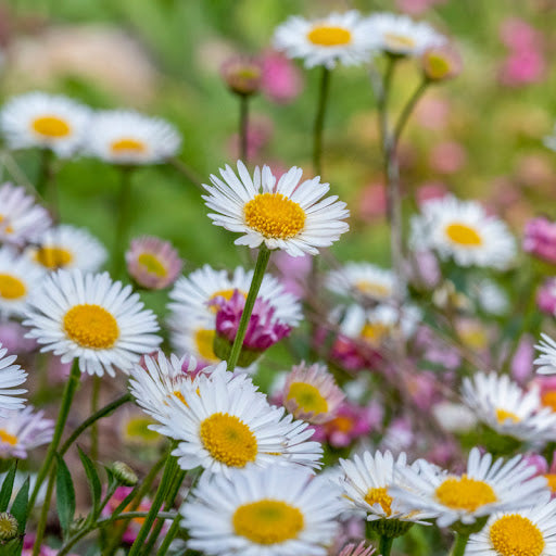 Mixed Karvinskianus Profusion Flower seeds for Planting - Perfect for Borders, Heirloom & GMO Free Seeds for Home Garden