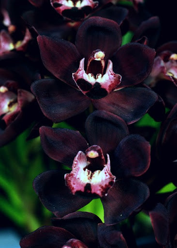 Samen Orchidee Flower seeds for Planting - Hardy Variety, Heirloom & GMO Free Seeds for Home Garden