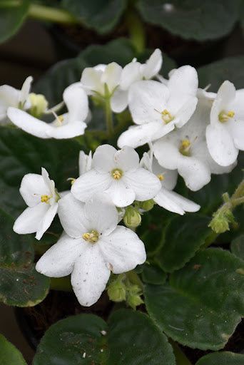 White Saintpaulia Flower seeds for Planting - Pollinator Friendly, Heirloom & GMO Free Seeds for Home Garden
