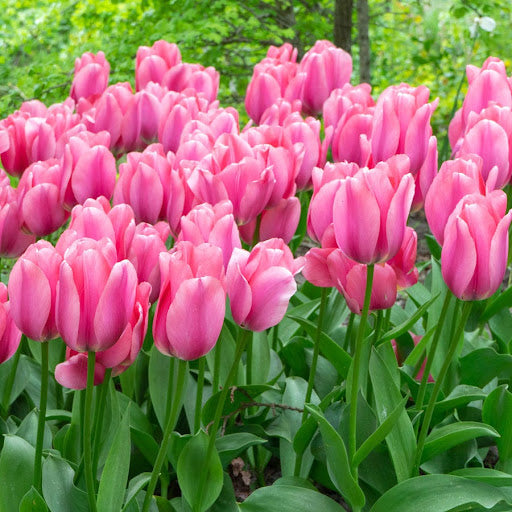 Pink Tulip Flower seeds for Planting - Bright Blooms, Heirloom & GMO Free Seeds for Home Garden