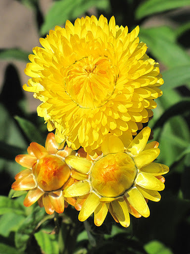 Yellow StrawFlower seeds for Planting - Garden Favorite, Heirloom & GMO Free Seeds for Home Garden