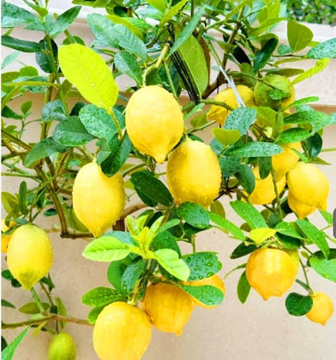 Lemon Fruit Seeds for Easy Planting - Indoor & Outdoor Gardening