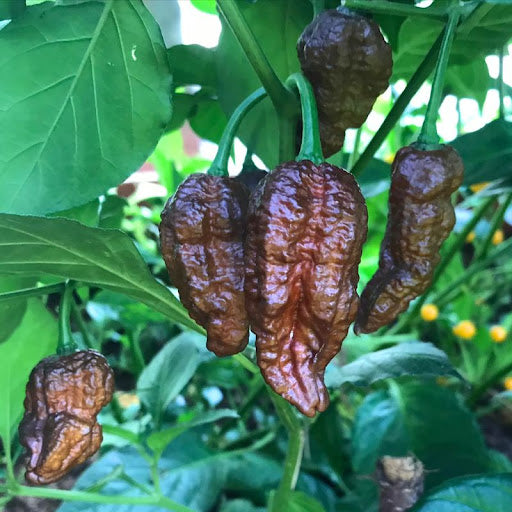 Bhut Jolokia Brown Seeds - Perfect for Planting Hot Peppers