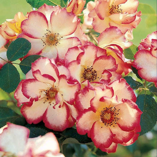 Betty Boop Rose Seeds for Planting | Vibrant Pink Blooms for Your Garden