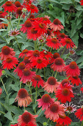 Red Coneflower Flower seeds for Planting - Sun Loving, Heirloom & GMO Free Seeds for Home Garden