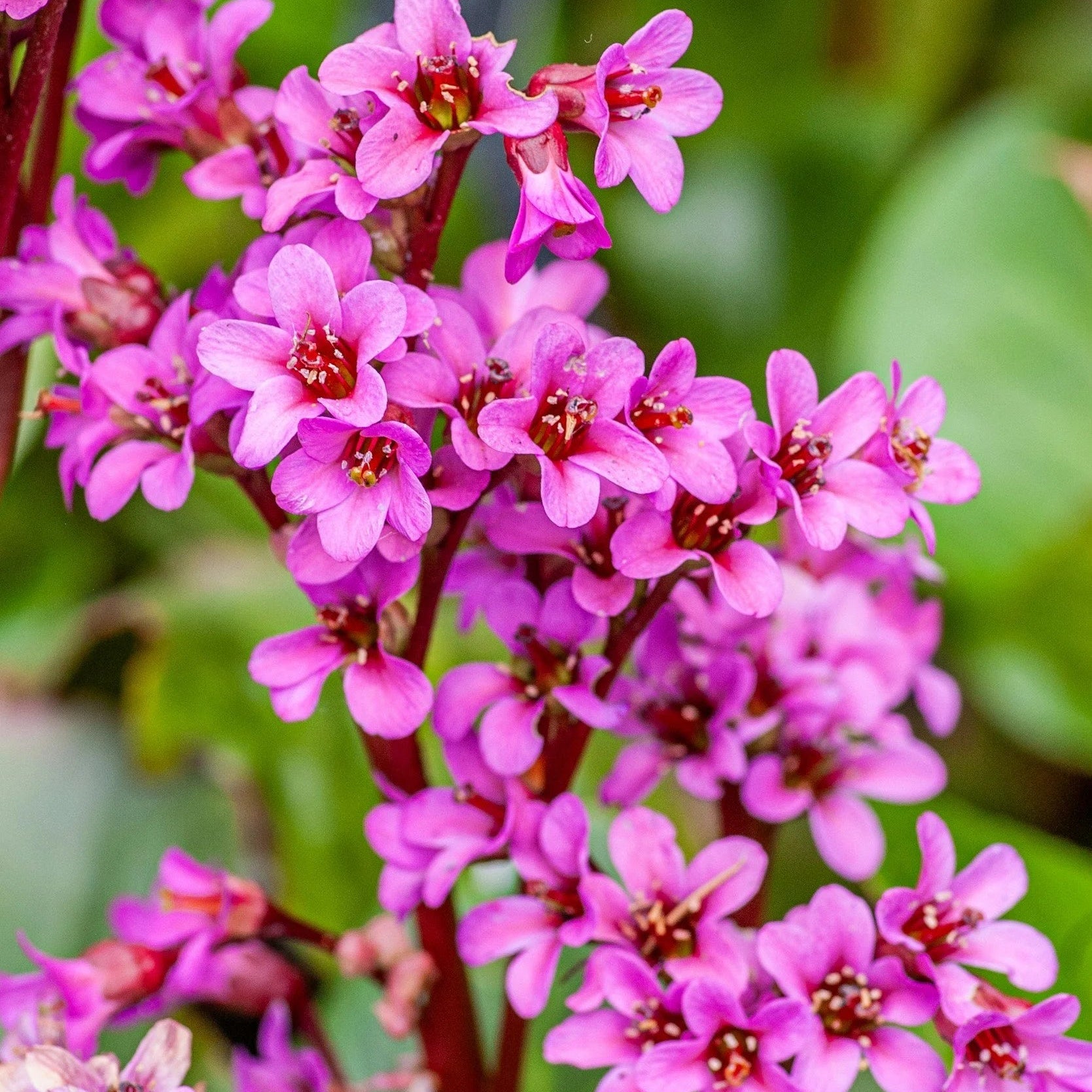 Cordifolia Flower seeds for Planting - Pollinator Friendly, Heirloom & GMO Free Seeds for Home Garden