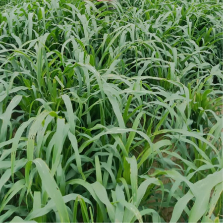 Cream Forage Crop Seeds Planting Guide: Essential Tips for Successful Planting