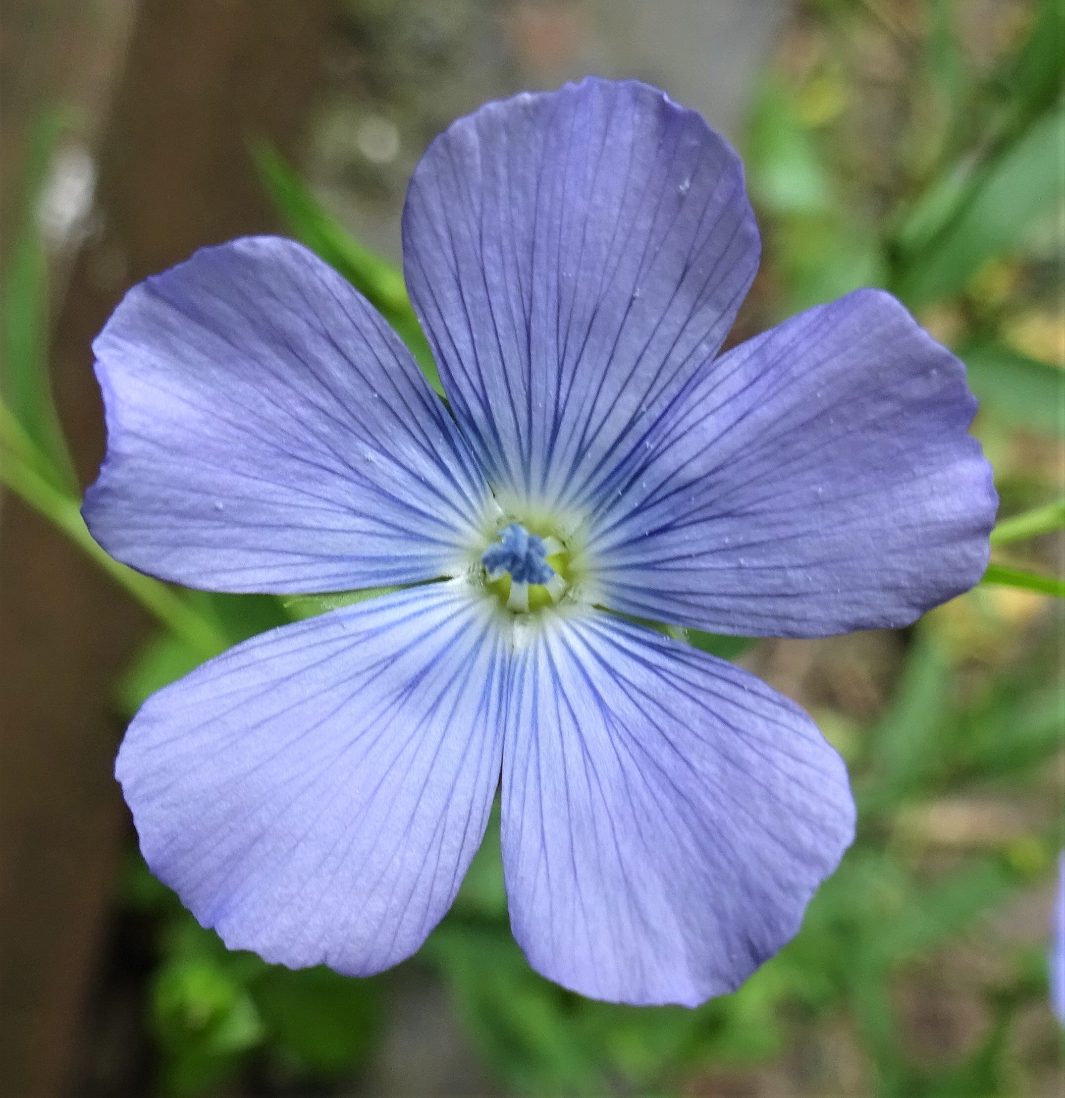 Usitatissimum Flower Seeds for Planting and Gardening