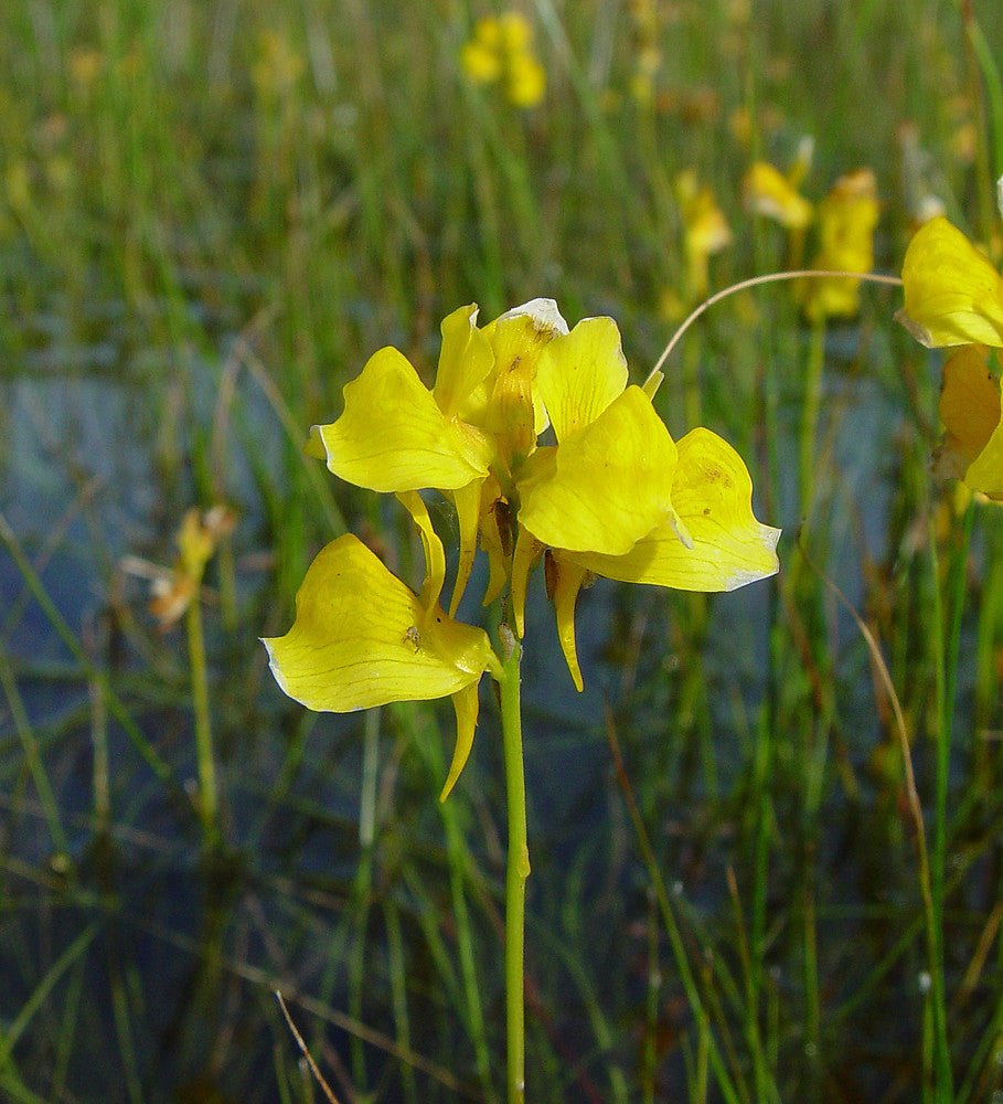 Yellow Utricularia Flower seeds for Planting - Easy to Grow, Heirloom & GMO Free Seeds for Home Garden