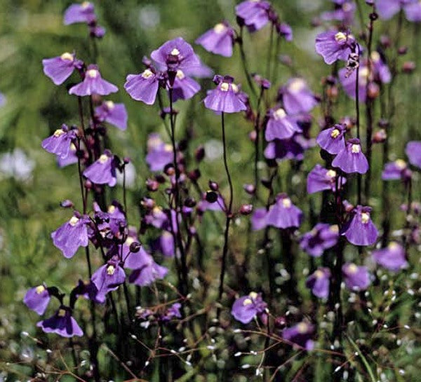 Utricularia Arenaria Flower seeds for Planting - Cottage Garden Essential, Heirloom & GMO Free Seeds for Home Garden