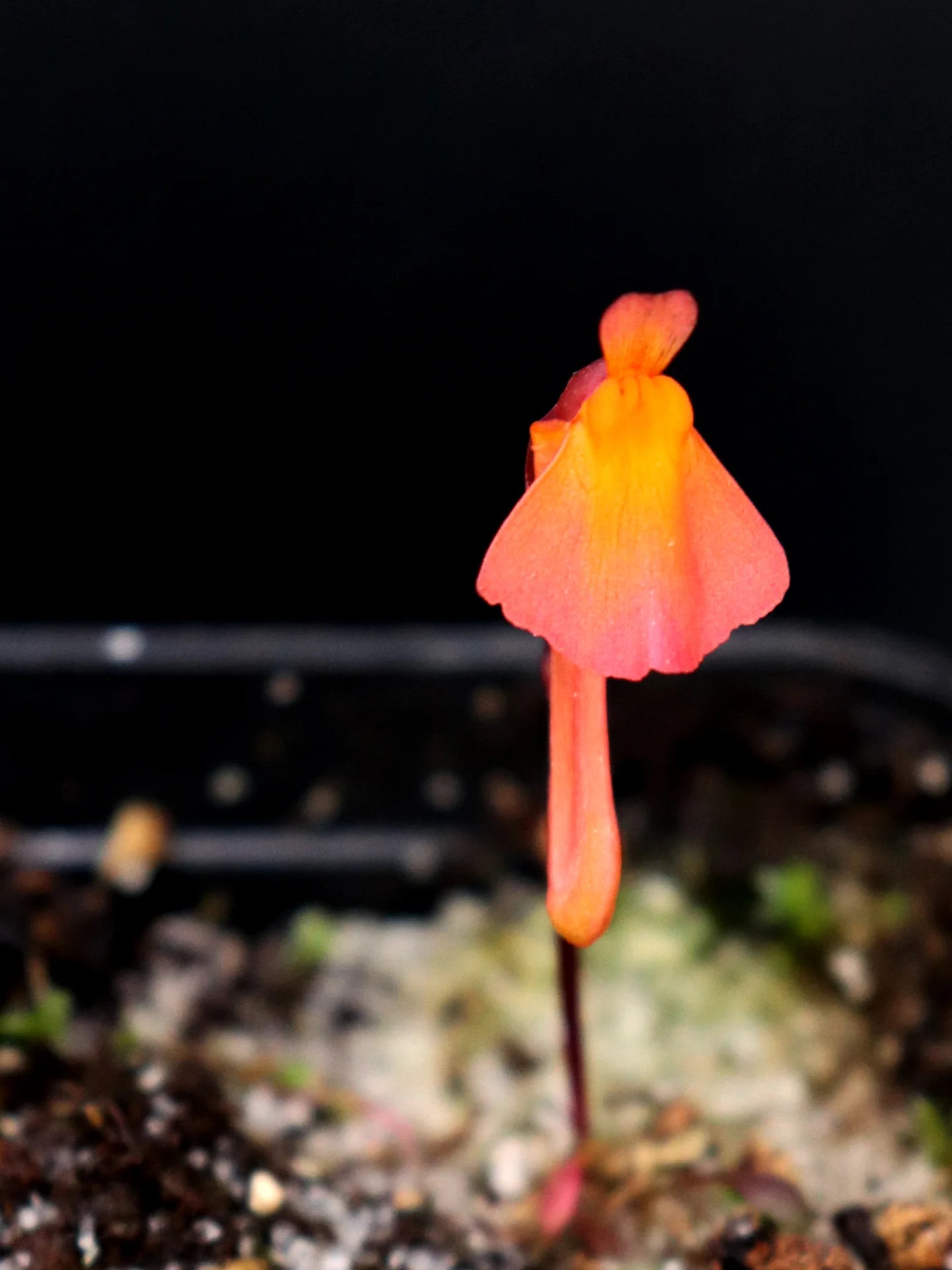 Utricularia Orange Flower Seeds - Easy Planting Guide