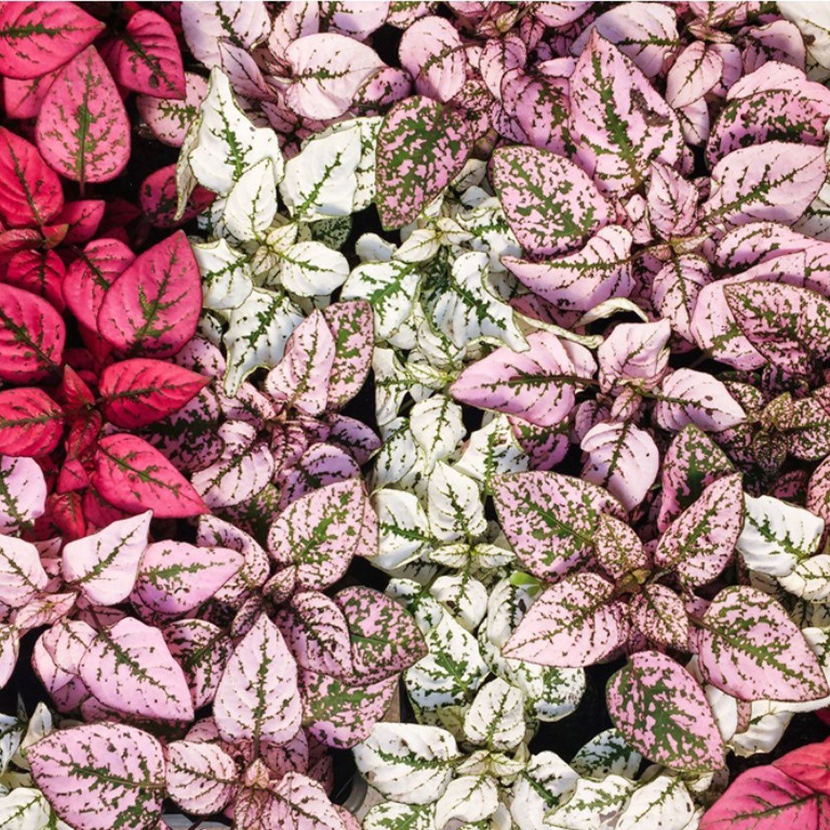 Pink Hypoestes Splash Flower seeds for Planting - Fragrant Blossoms, Heirloom & GMO Free Seeds for Home Garden