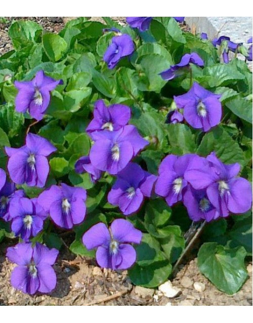 Viola Odorata Flower seeds for Planting - Vibrant Colors, Heirloom & GMO Free Seeds for Home Garden
