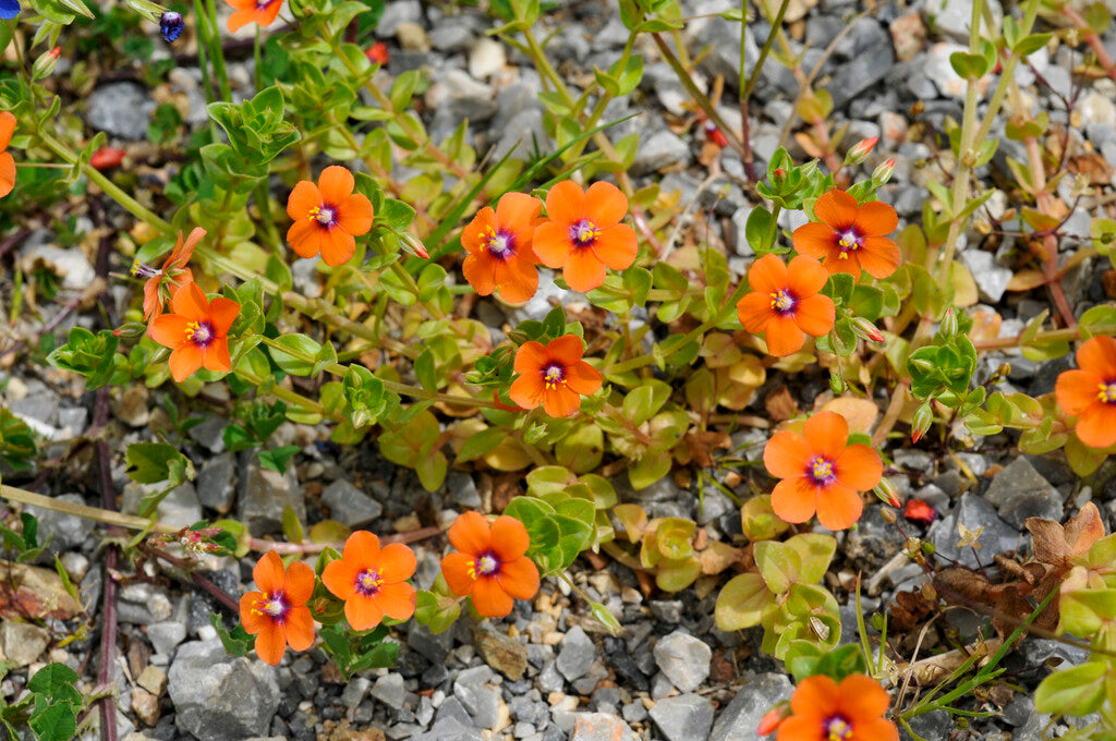 Orange Pimpernel Flower seeds for Planting - Hardy Variety, Heirloom & GMO Free Seeds for Home Garden