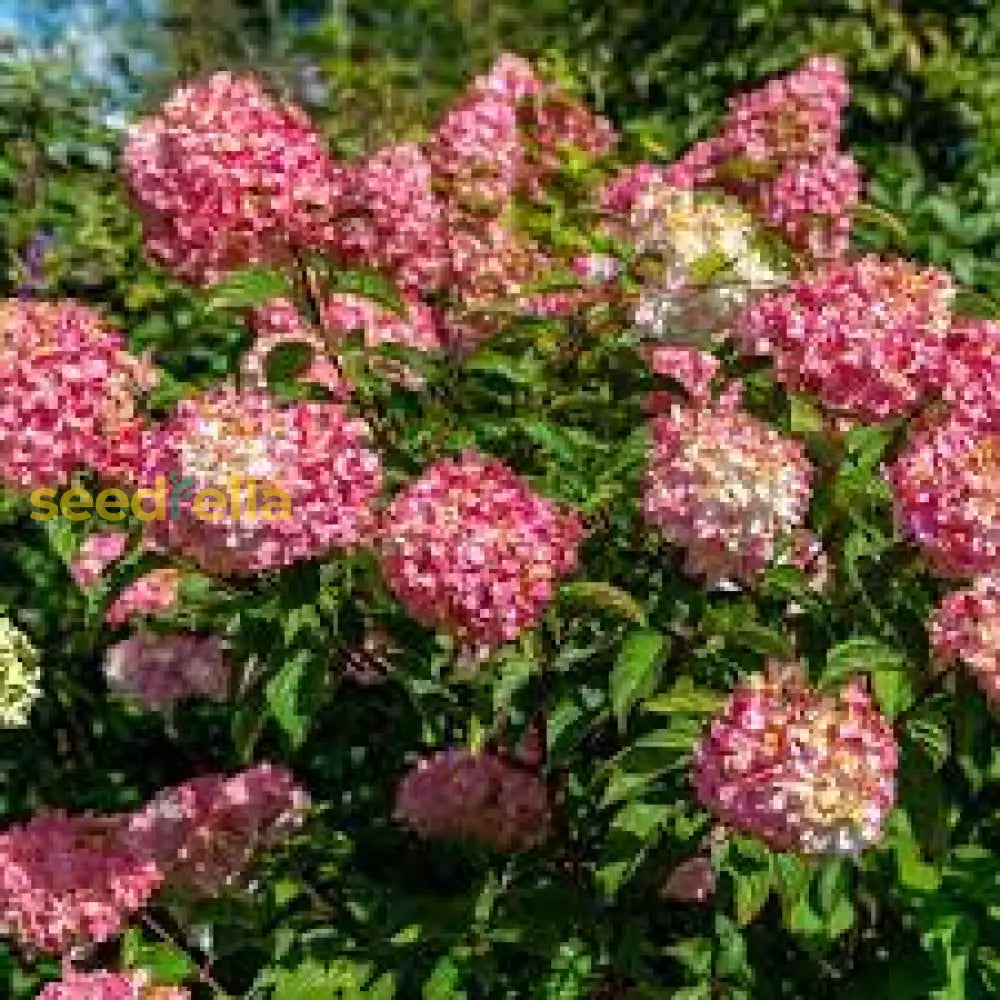 Vanilla Strawberry Hydrangea Seeds For Planting - Beautiful Blooms Your Garden Flower