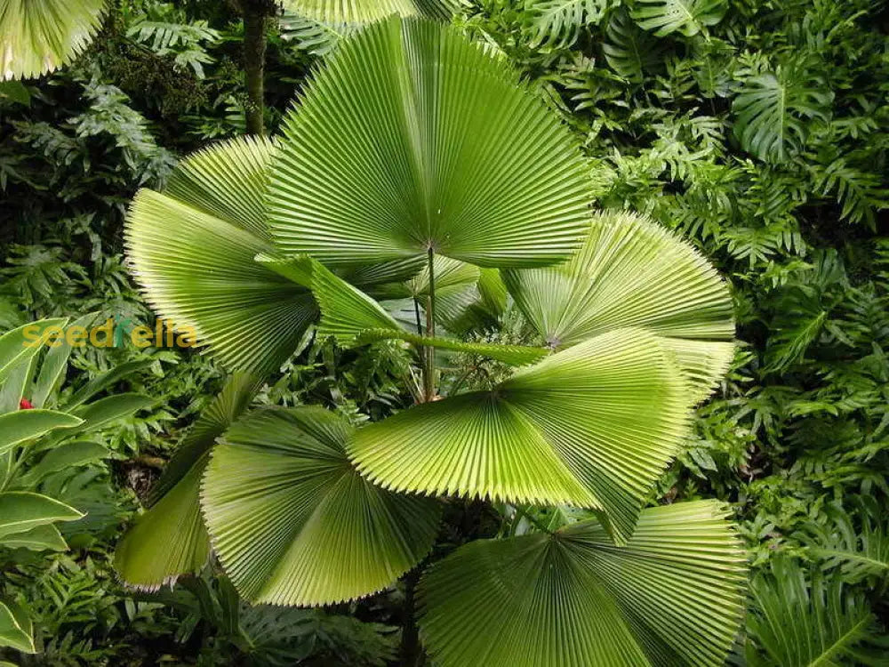 Vanuatu Palm Tree Seeds: Grow Your Own Tropical Paradise  Essential Planting Instructions Seeds