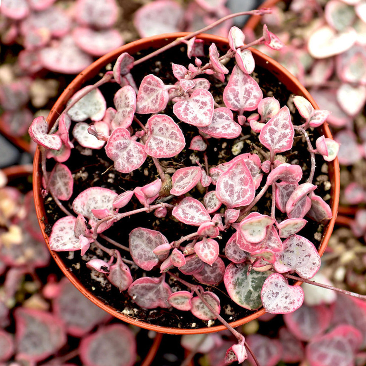 Ceropegia String of Hearts Pretty Pink Seeds Flower seeds for Planting - Low Maintenance, Heirloom & GMO Free Seeds for Home Garden